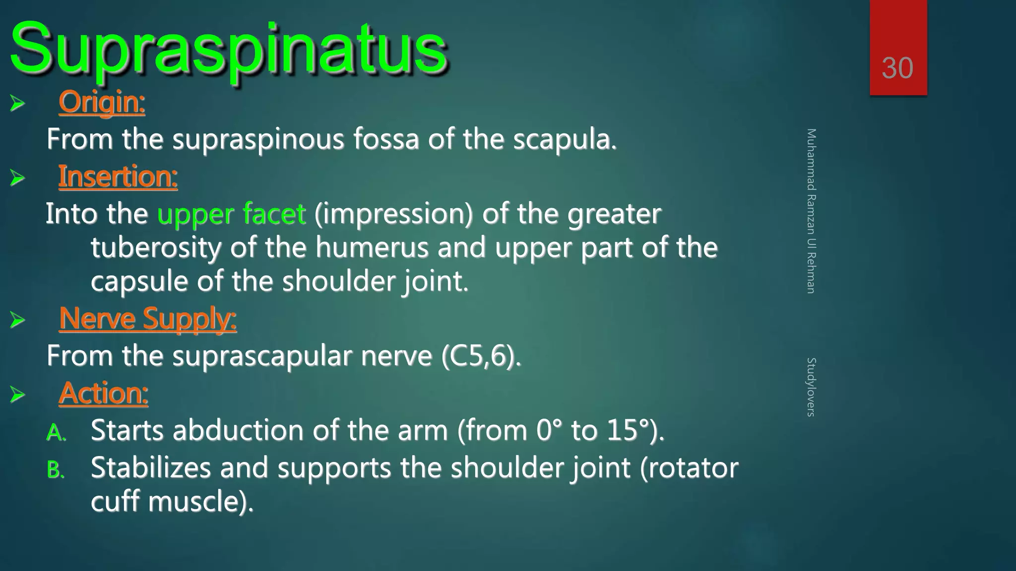 30 Supraspinatus 
 Origin: 
From the supraspinous fossa of the scapula. 
 Insertion: 
Into the upper facet (impression) of the greater 
tuberosity of the humerus and upper part of the 
capsule of the shoulder joint. 
 Nerve Supply: 
From the suprascapular nerve (C5,6). 
 Action: 
A. Starts abduction of the arm (from 0° to 15°). 
B. Stabilizes and supports the shoulder joint (rotator 
cuff muscle). 
 