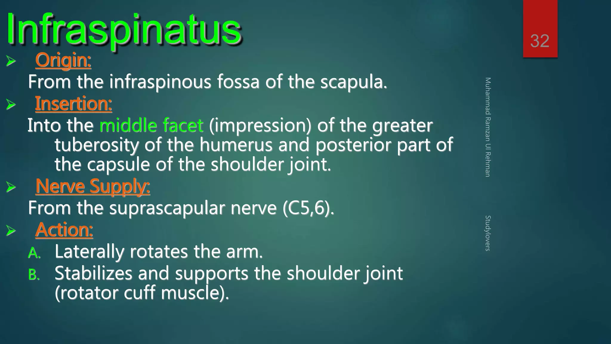 32 Infraspinatus 
 Origin: 
From the infraspinous fossa of the scapula. 
 Insertion: 
Into the middle facet (impression) of the greater 
tuberosity of the humerus and posterior part of 
the capsule of the shoulder joint. 
 Nerve Supply: 
From the suprascapular nerve (C5,6). 
 Action: 
A. Laterally rotates the arm. 
B. Stabilizes and supports the shoulder joint 
(rotator cuff muscle). 
 