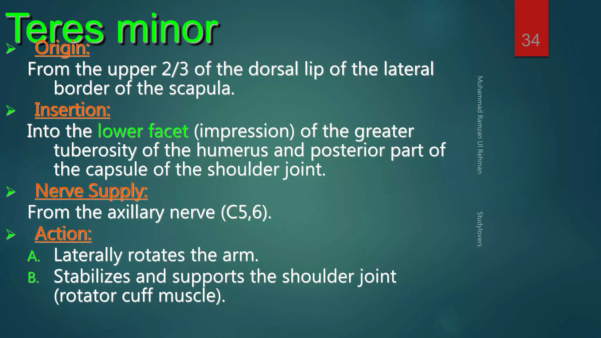 34 Teres minor  Origin: 
From the upper 2/3 of the dorsal lip of the lateral 
border of the scapula. 
 Insertion: 
Into the lower facet (impression) of the greater 
tuberosity of the humerus and posterior part of 
the capsule of the shoulder joint. 
 Nerve Supply: 
From the axillary nerve (C5,6). 
 Action: 
A. Laterally rotates the arm. 
B. Stabilizes and supports the shoulder joint 
(rotator cuff muscle). 
 