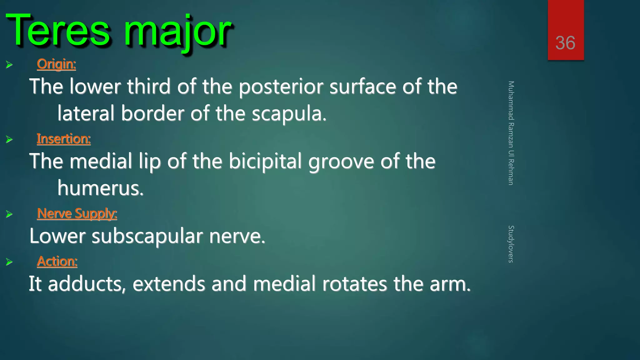 36 Teres major 
 Origin: 
The lower third of the posterior surface of the 
lateral border of the scapula. 
 Insertion: 
The medial lip of the bicipital groove of the 
humerus. 
 Nerve Supply: 
Lower subscapular nerve. 
 Action: 
It adducts, extends and medial rotates the arm. 
 