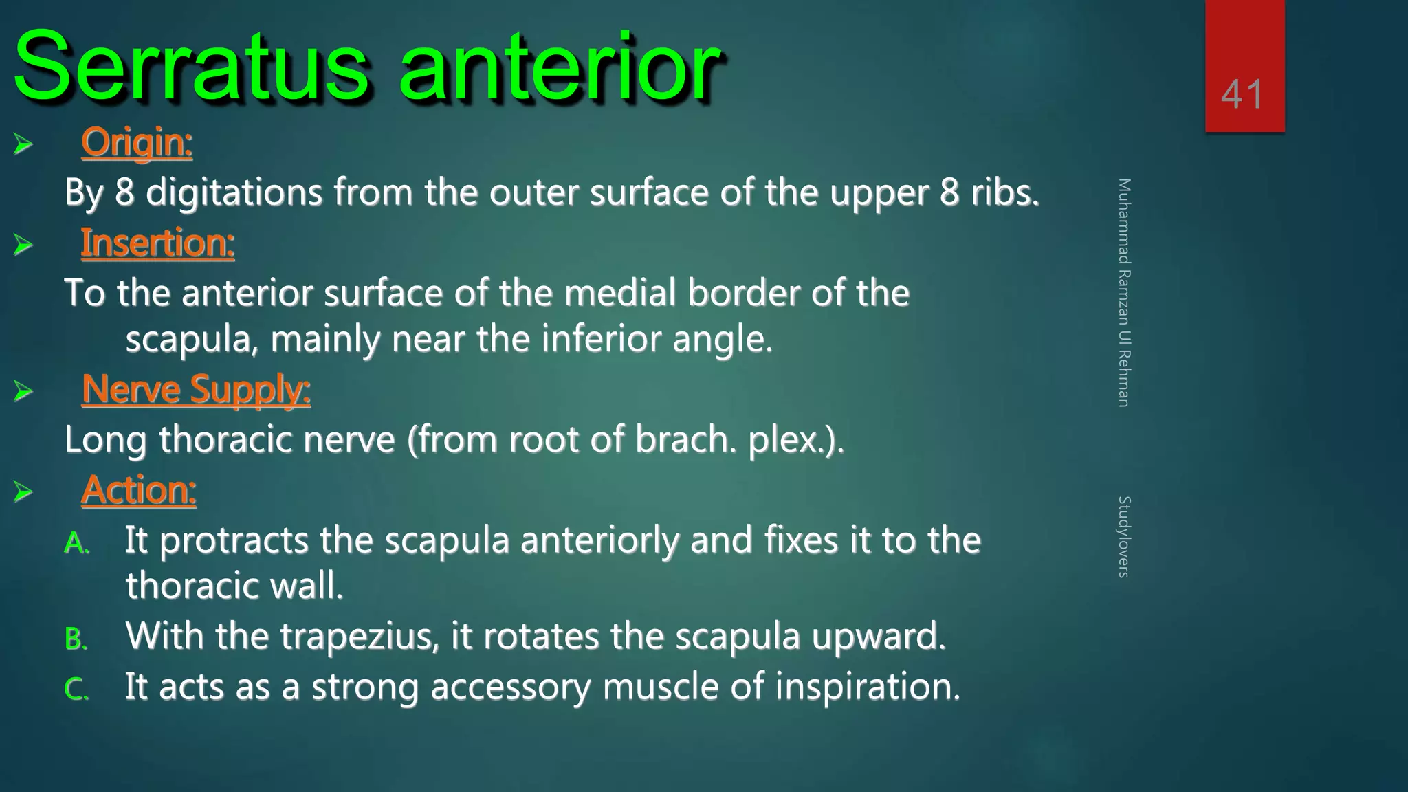 41 Serratus anterior 
 Origin: 
By 8 digitations from the outer surface of the upper 8 ribs. 
 Insertion: 
To the anterior surface of the medial border of the 
scapula, mainly near the inferior angle. 
 Nerve Supply: 
Long thoracic nerve (from root of brach. plex.). 
 Action: 
A. It protracts the scapula anteriorly and fixes it to the 
thoracic wall. 
B. With the trapezius, it rotates the scapula upward. 
C. It acts as a strong accessory muscle of inspiration. 
 