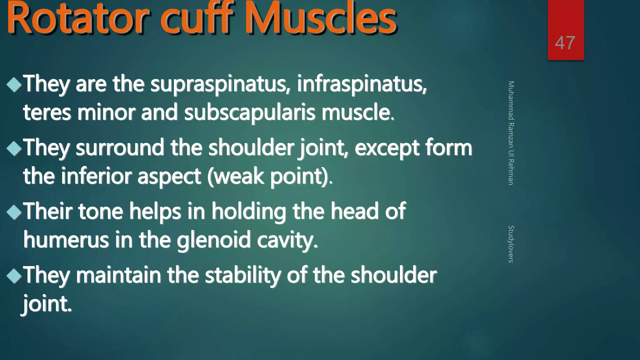 47 
Rotator cuff Muscles 
They are the supraspinatus, infraspinatus, 
teres minor and subscapularis muscle. 
They surround the shoulder joint, except form 
the inferior aspect (weak point). 
Their tone helps in holding the head of 
humerus in the glenoid cavity. 
They maintain the stability of the shoulder 
joint. 
 