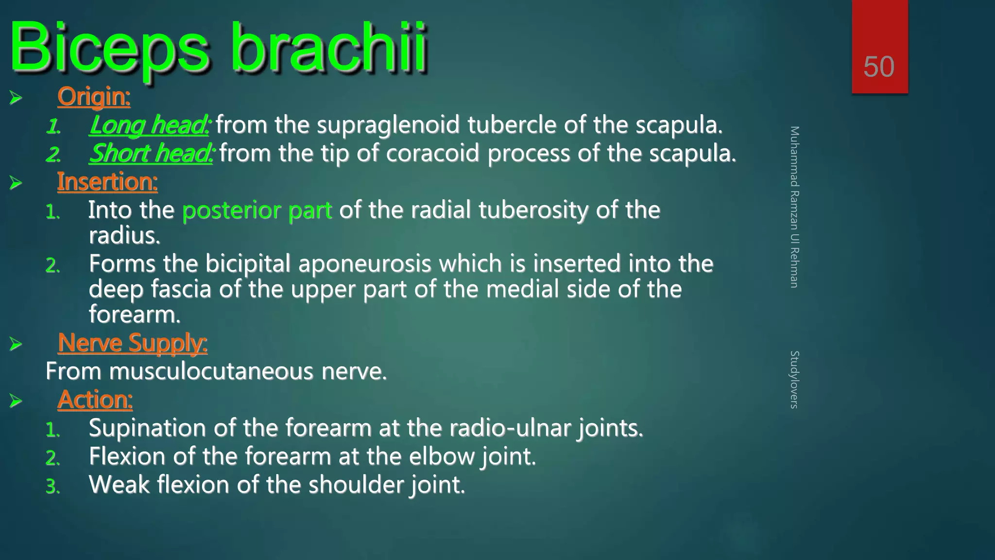 50 Biceps brachii 
 Origin: 
1. Long head: from the supraglenoid tubercle of the scapula. 
2. Short head: from the tip of coracoid process of the scapula. 
 Insertion: 
1. Into the posterior part of the radial tuberosity of the 
radius. 
2. Forms the bicipital aponeurosis which is inserted into the 
deep fascia of the upper part of the medial side of the 
forearm. 
 Nerve Supply: 
From musculocutaneous nerve. 
 Action: 
1. Supination of the forearm at the radio-ulnar joints. 
2. Flexion of the forearm at the elbow joint. 
3. Weak flexion of the shoulder joint. 
 