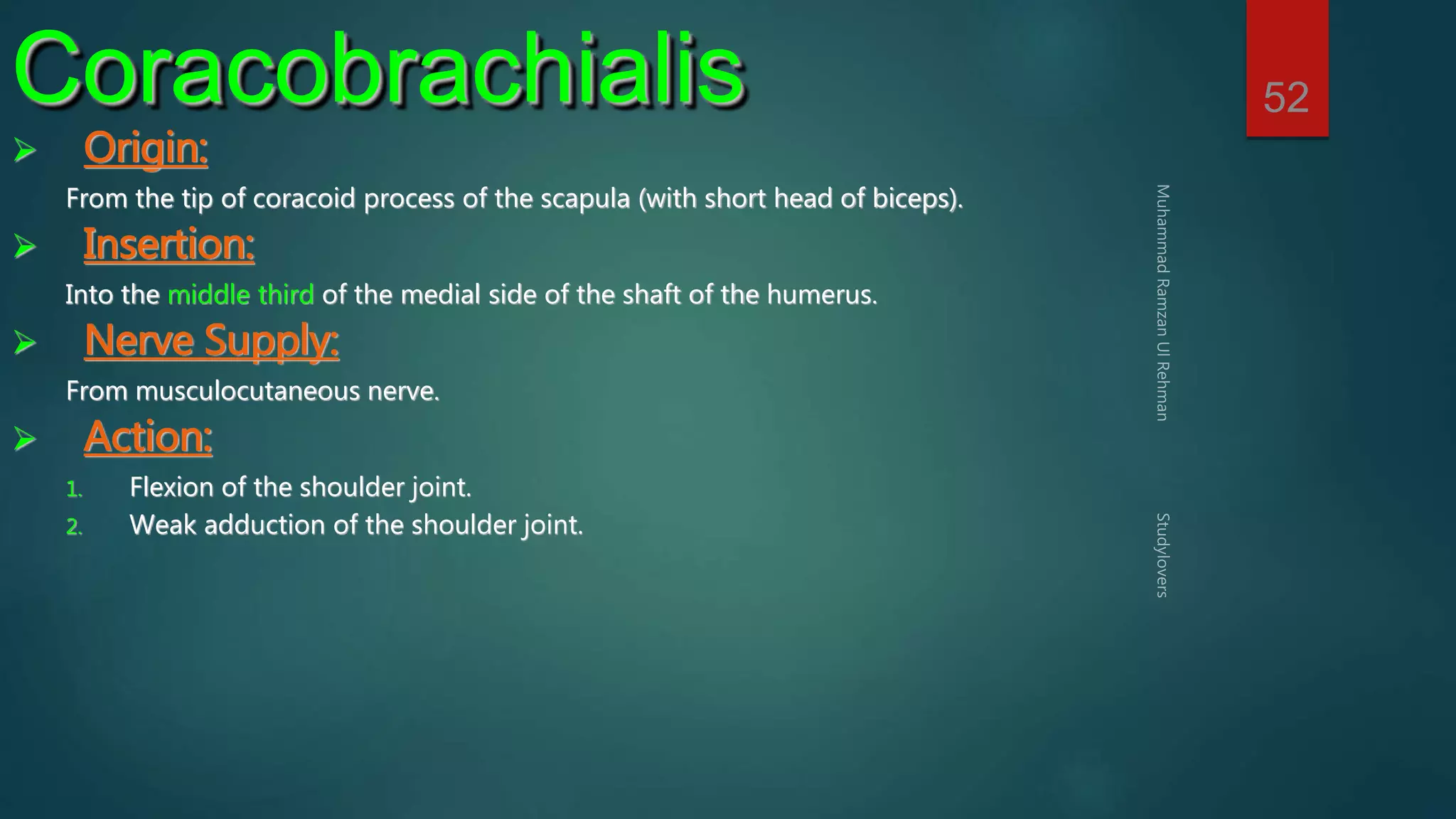 52 Coracobrachialis 
 Origin: 
From the tip of coracoid process of the scapula (with short head of biceps). 
 Insertion: 
Into the middle third of the medial side of the shaft of the humerus. 
 Nerve Supply: 
From musculocutaneous nerve. 
 Action: 
1. Flexion of the shoulder joint. 
2. Weak adduction of the shoulder joint. 
 