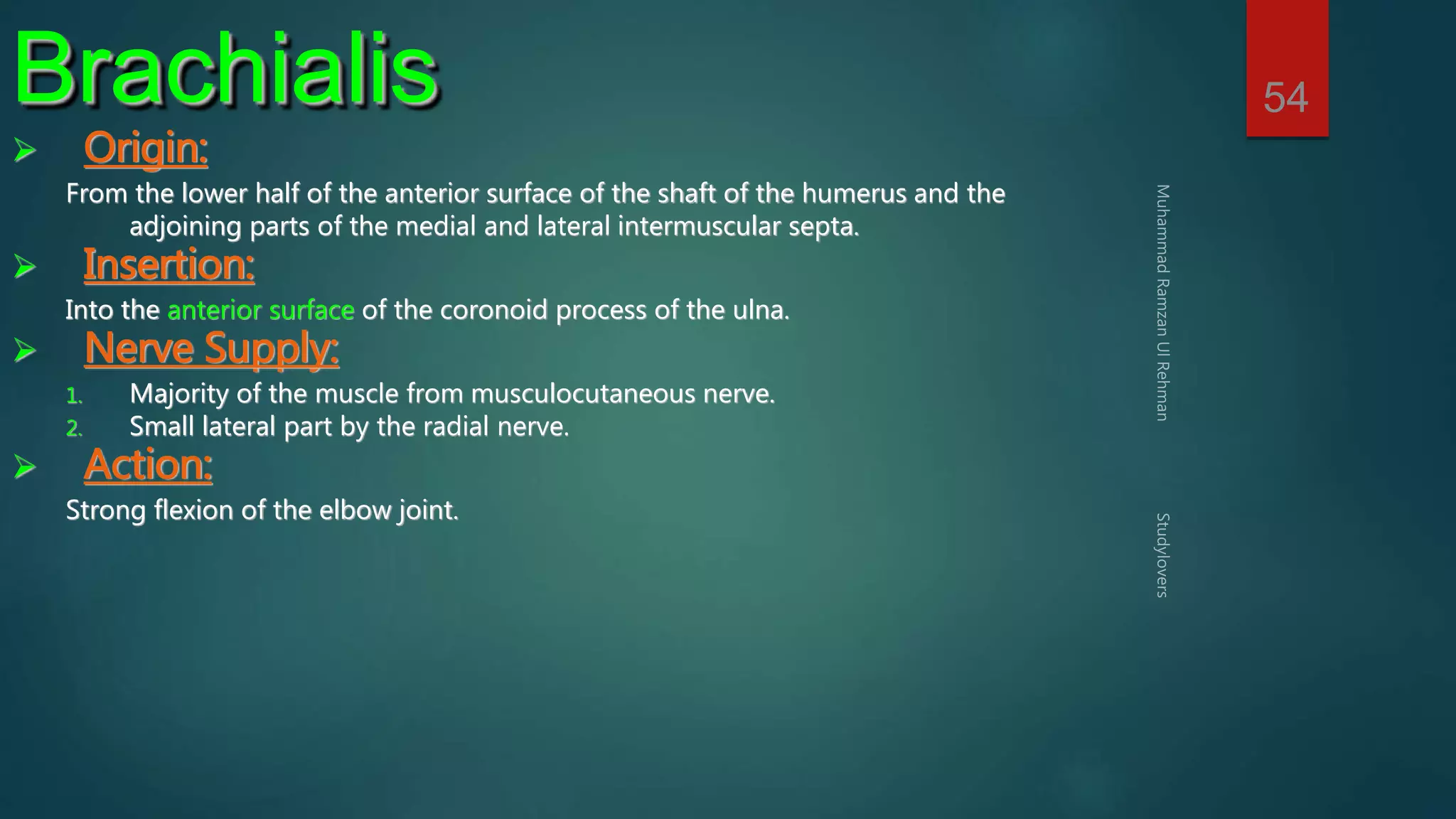 54 Brachialis 
 Origin: 
From the lower half of the anterior surface of the shaft of the humerus and the 
adjoining parts of the medial and lateral intermuscular septa. 
 Insertion: 
Into the anterior surface of the coronoid process of the ulna. 
 Nerve Supply: 
1. Majority of the muscle from musculocutaneous nerve. 
2. Small lateral part by the radial nerve. 
 Action: 
Strong flexion of the elbow joint. 
 