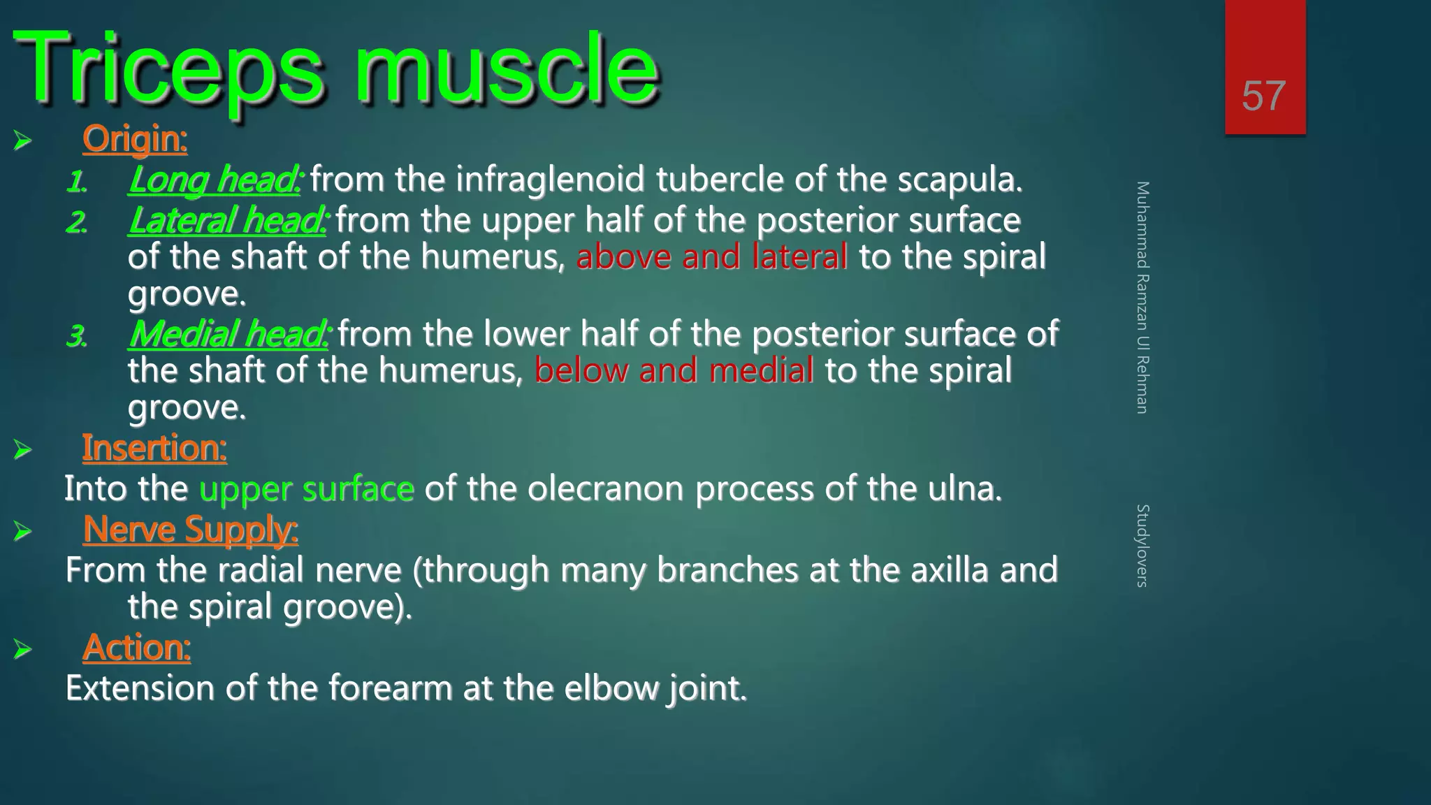 57 Triceps muscle 
 Origin: 
1. Long head: from the infraglenoid tubercle of the scapula. 
2. Lateral head: from the upper half of the posterior surface 
of the shaft of the humerus, above and lateral to the spiral 
groove. 
3. Medial head: from the lower half of the posterior surface of 
the shaft of the humerus, below and medial to the spiral 
groove. 
 Insertion: 
Into the upper surface of the olecranon process of the ulna. 
 Nerve Supply: 
From the radial nerve (through many branches at the axilla and 
the spiral groove). 
 Action: 
Extension of the forearm at the elbow joint. 
 