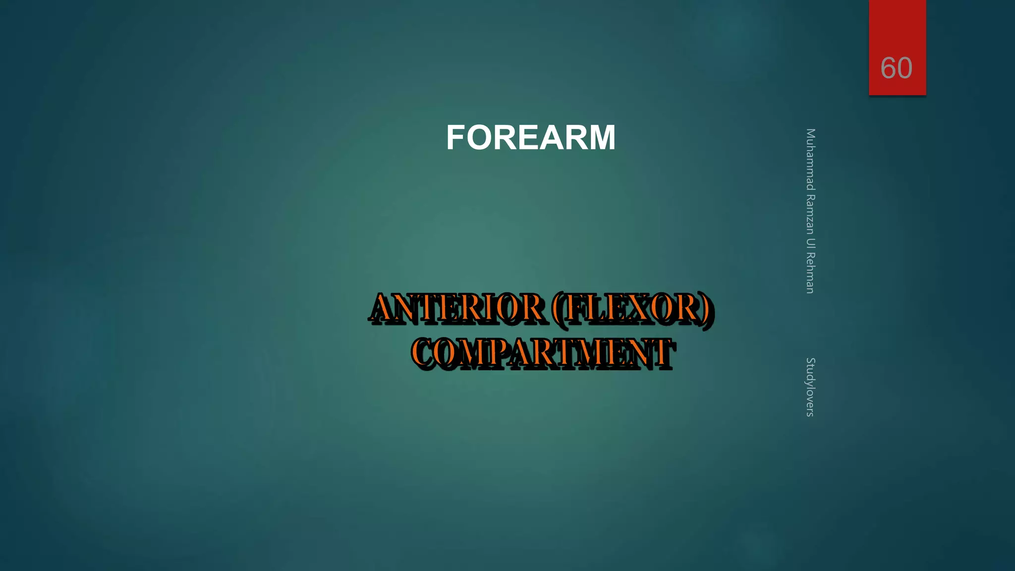 FOREARM 
60 
 