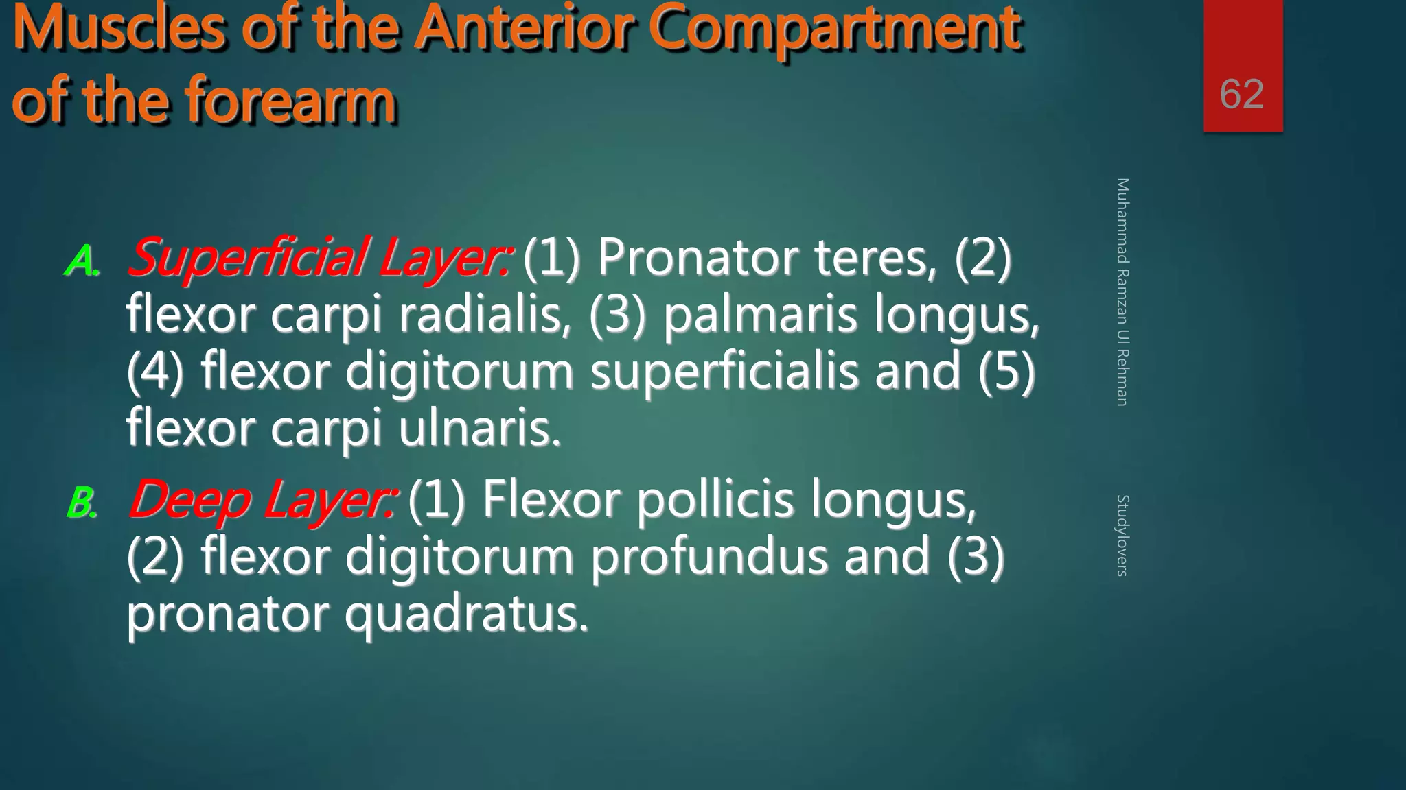 62 
Muscles of the Anterior Compartment 
of the forearm 
A. Superficial Layer: (1) Pronator teres, (2) 
flexor carpi radialis, (3) palmaris longus, 
(4) flexor digitorum superficialis and (5) 
flexor carpi ulnaris. 
B. Deep Layer: (1) Flexor pollicis longus, 
(2) flexor digitorum profundus and (3) 
pronator quadratus. 
 
