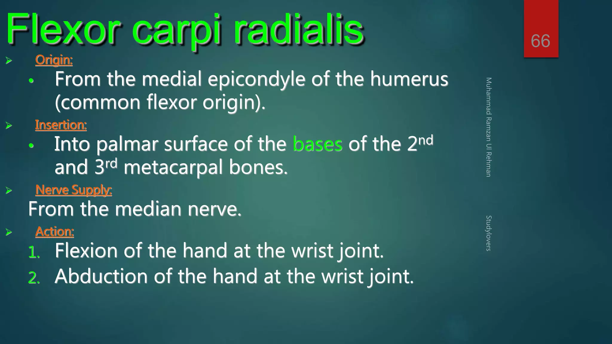 66 Flexor carpi radialis 
 Origin: 
• From the medial epicondyle of the humerus 
(common flexor origin). 
 Insertion: 
• Into palmar surface of the bases of the 2nd 
and 3rd metacarpal bones. 
 Nerve Supply: 
From the median nerve. 
 Action: 
1. Flexion of the hand at the wrist joint. 
2. Abduction of the hand at the wrist joint. 
 