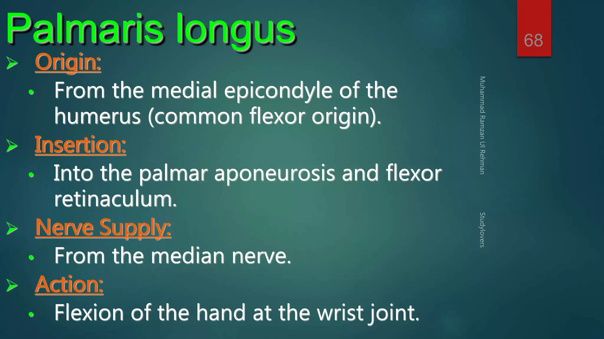 68 Palmaris longus 
 Origin: 
• From the medial epicondyle of the 
humerus (common flexor origin). 
 Insertion: 
• Into the palmar aponeurosis and flexor 
retinaculum. 
 Nerve Supply: 
• From the median nerve. 
 Action: 
• Flexion of the hand at the wrist joint. 
 