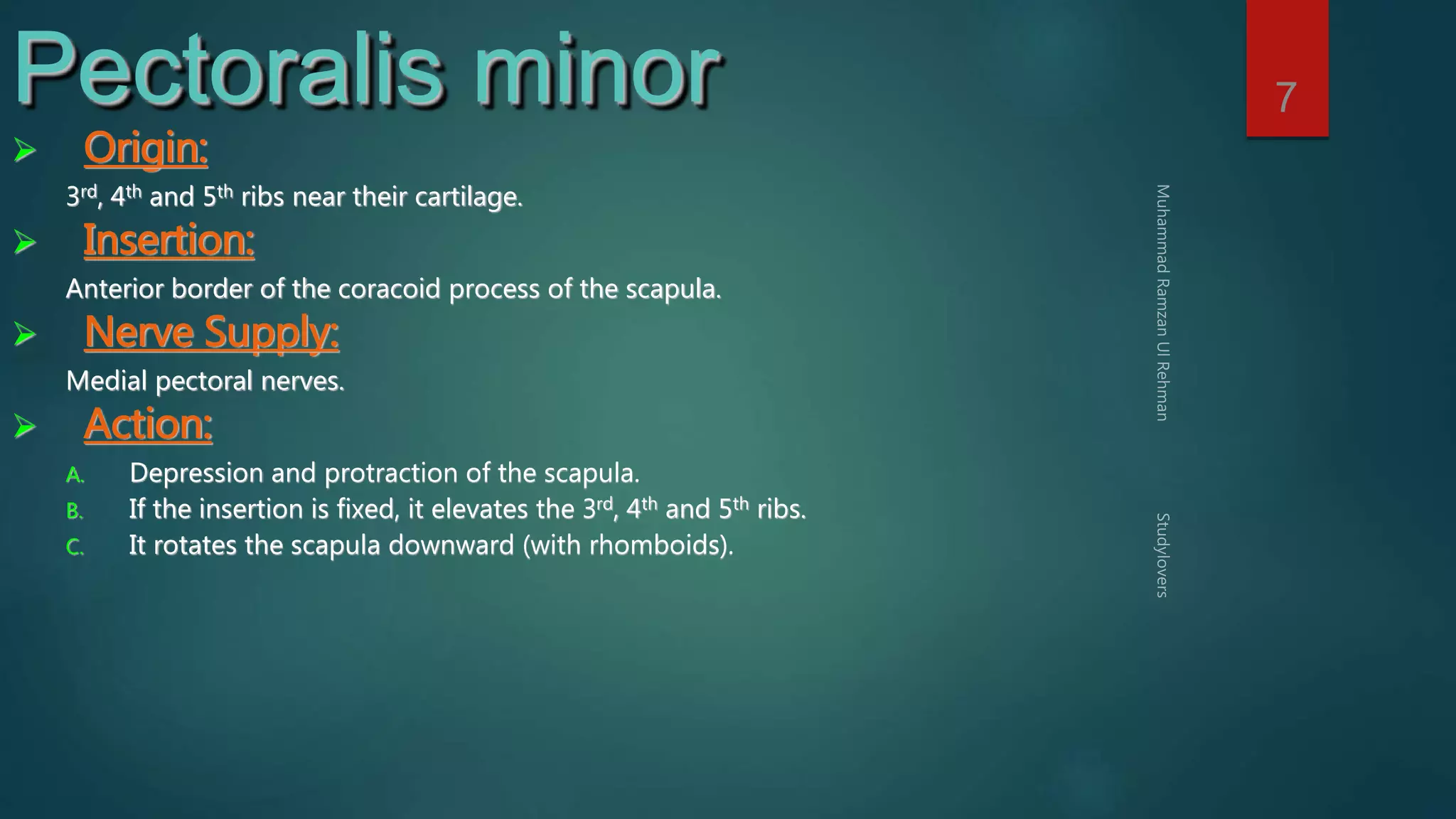7 Pectoralis minor 
 Origin: 
3rd, 4th and 5th ribs near their cartilage. 
 Insertion: 
Anterior border of the coracoid process of the scapula. 
 Nerve Supply: 
Medial pectoral nerves. 
 Action: 
A. Depression and protraction of the scapula. 
B. If the insertion is fixed, it elevates the 3rd, 4th and 5th ribs. 
C. It rotates the scapula downward (with rhomboids). 
 