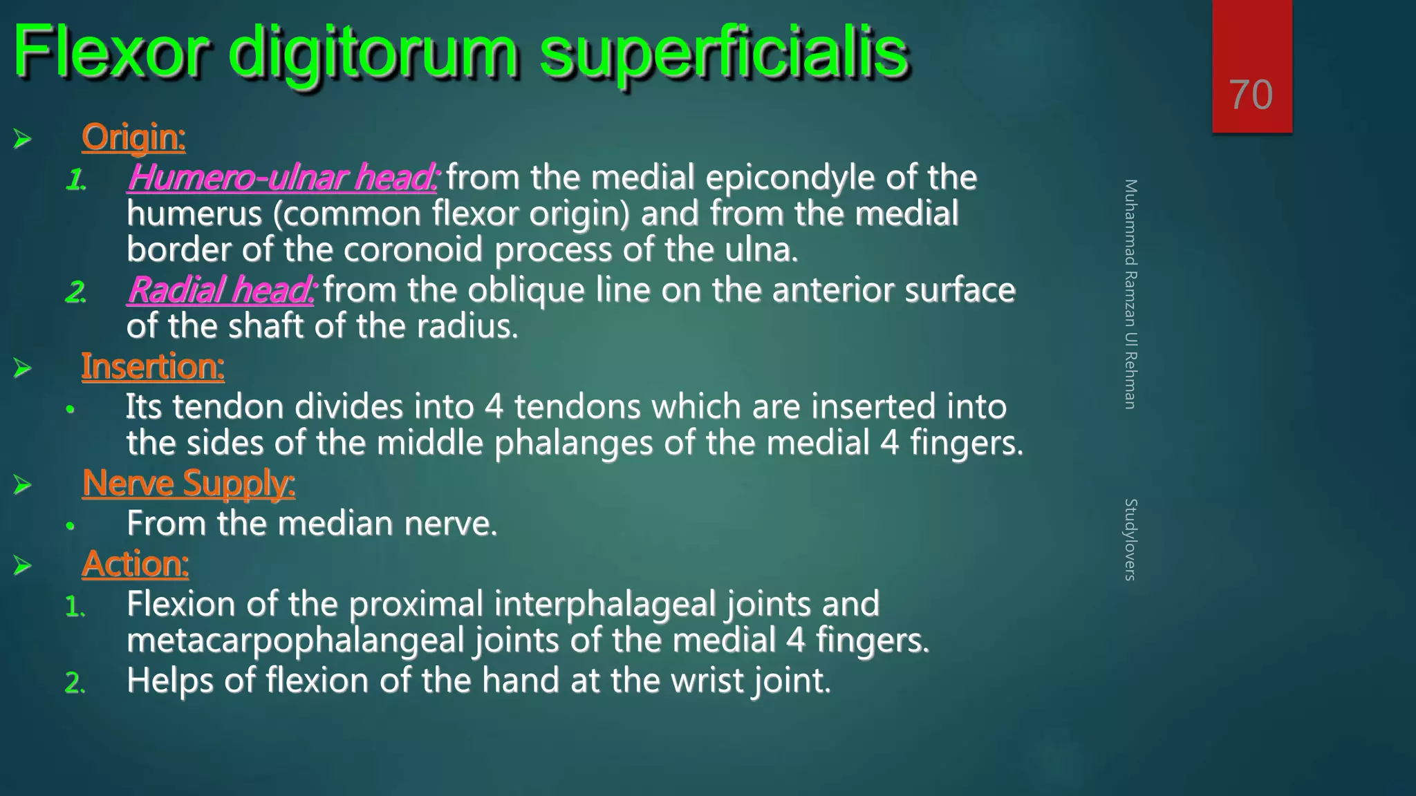 70 
Flexor digitorum superficialis 
 Origin: 
1. Humero-ulnar head: from the medial epicondyle of the 
humerus (common flexor origin) and from the medial 
border of the coronoid process of the ulna. 
2. Radial head: from the oblique line on the anterior surface 
of the shaft of the radius. 
 Insertion: 
• Its tendon divides into 4 tendons which are inserted into 
the sides of the middle phalanges of the medial 4 fingers. 
 Nerve Supply: 
• From the median nerve. 
 Action: 
1. Flexion of the proximal interphalageal joints and 
metacarpophalangeal joints of the medial 4 fingers. 
2. Helps of flexion of the hand at the wrist joint. 
 