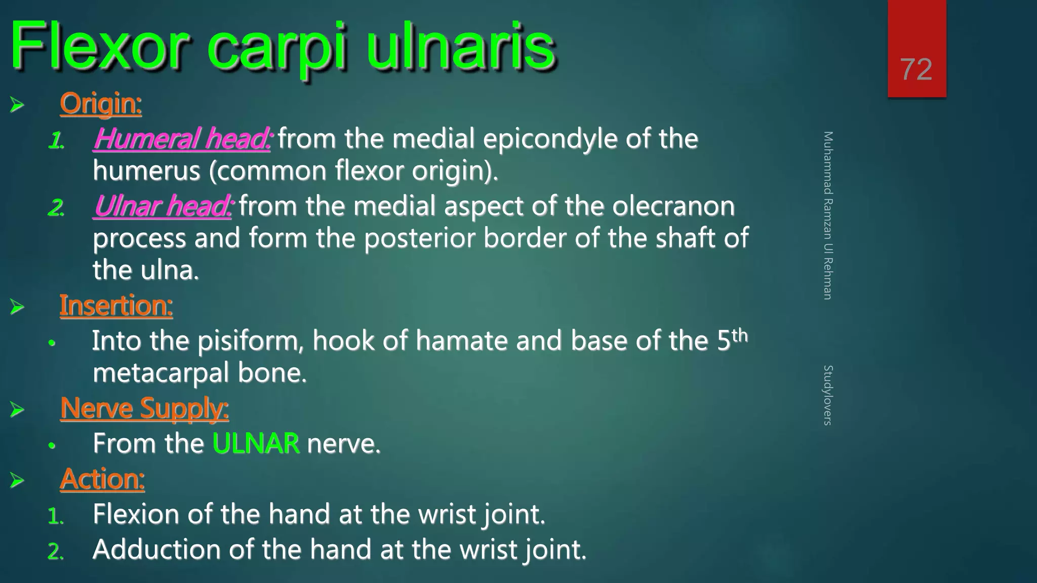 72 Flexor carpi ulnaris 
 Origin: 
1. Humeral head: from the medial epicondyle of the 
humerus (common flexor origin). 
2. Ulnar head: from the medial aspect of the olecranon 
process and form the posterior border of the shaft of 
the ulna. 
 Insertion: 
• Into the pisiform, hook of hamate and base of the 5th 
metacarpal bone. 
 Nerve Supply: 
• From the ULNAR nerve. 
 Action: 
1. Flexion of the hand at the wrist joint. 
2. Adduction of the hand at the wrist joint. 
 