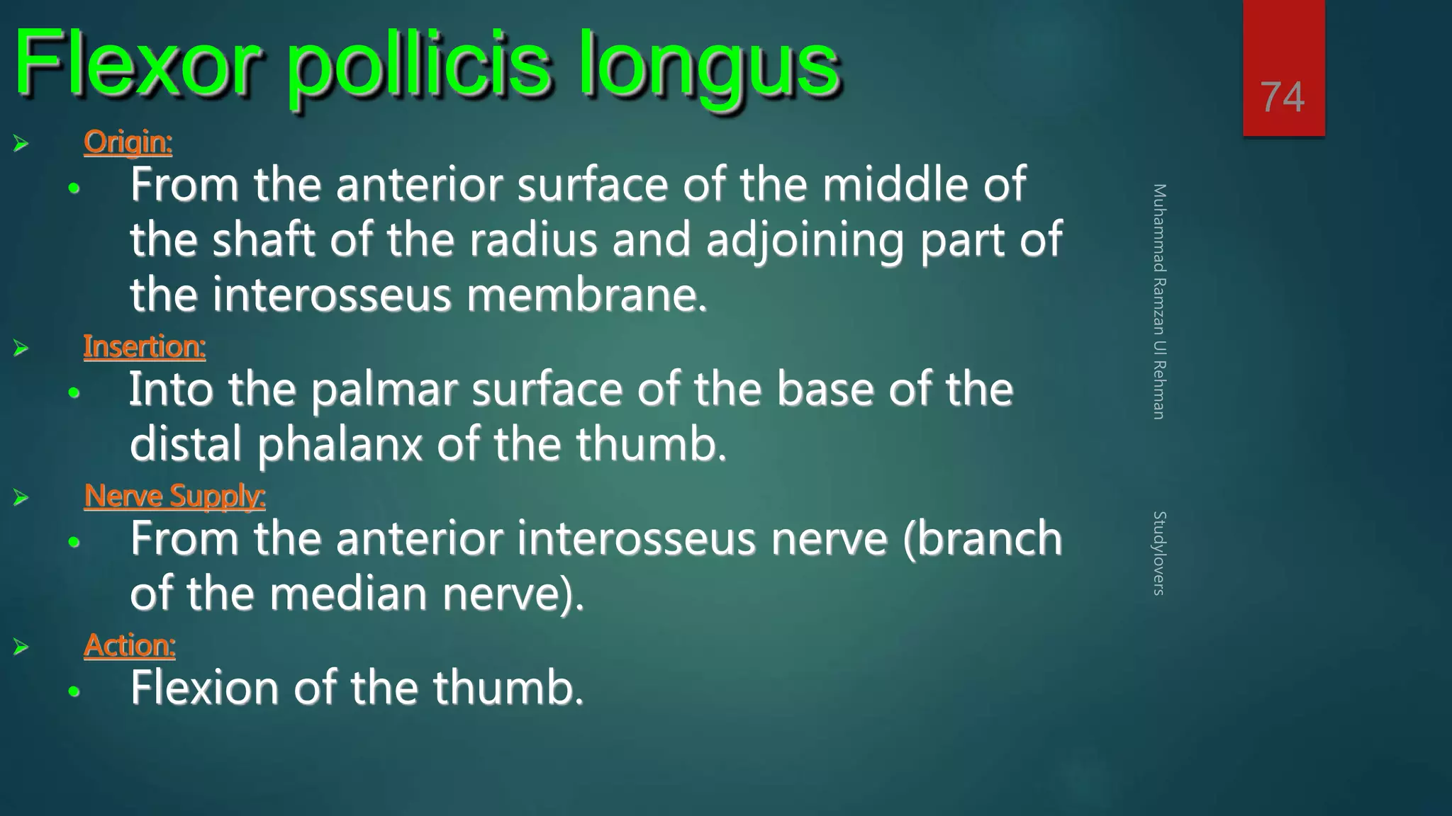 74 Flexor pollicis longus 
 Origin: 
• From the anterior surface of the middle of 
the shaft of the radius and adjoining part of 
the interosseus membrane. 
 Insertion: 
• Into the palmar surface of the base of the 
distal phalanx of the thumb. 
 Nerve Supply: 
• From the anterior interosseus nerve (branch 
of the median nerve). 
 Action: 
• Flexion of the thumb. 
 