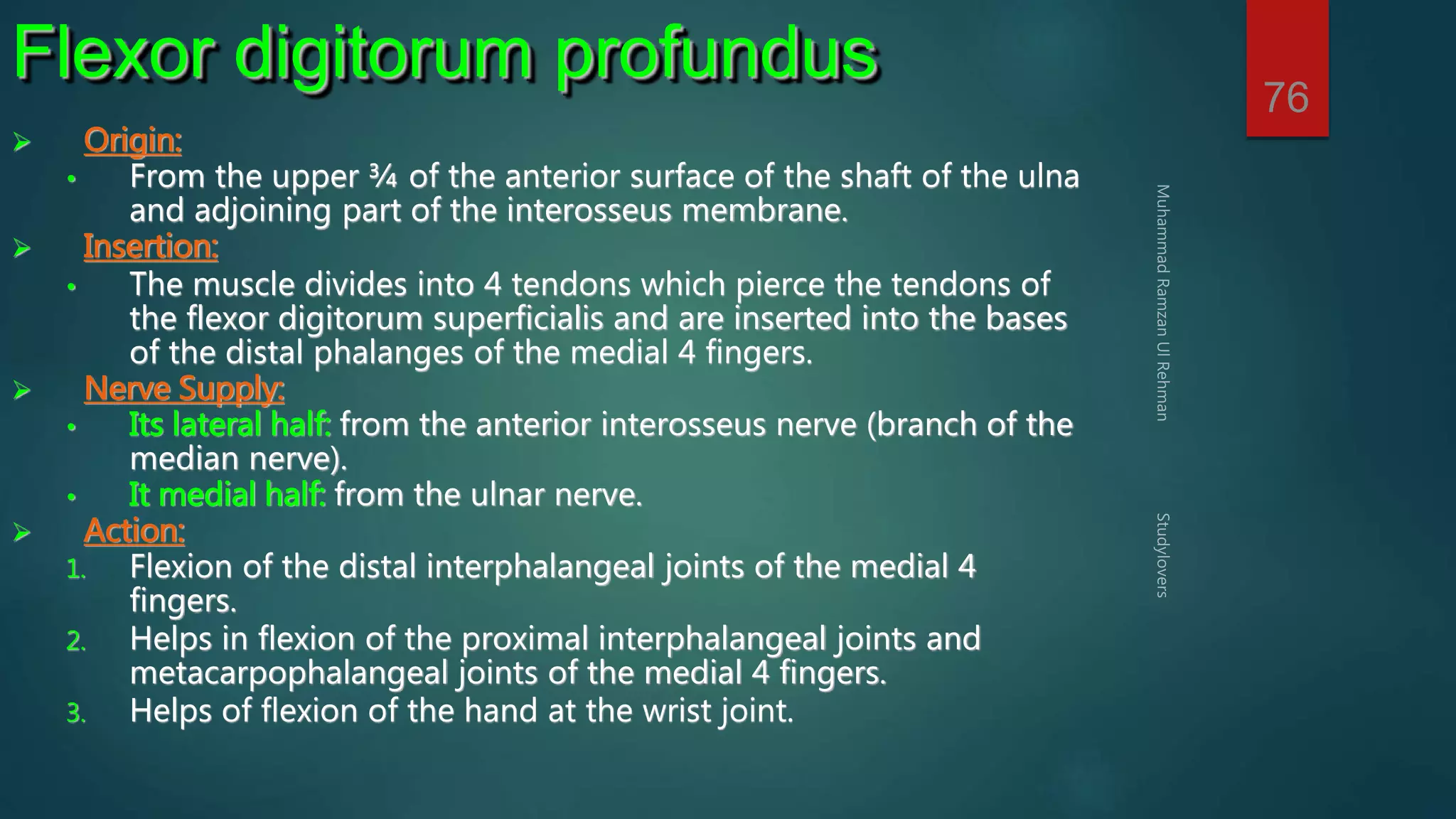 76 
Flexor digitorum profundus 
 Origin: 
• From the upper ¾ of the anterior surface of the shaft of the ulna 
and adjoining part of the interosseus membrane. 
 Insertion: 
• The muscle divides into 4 tendons which pierce the tendons of 
the flexor digitorum superficialis and are inserted into the bases 
of the distal phalanges of the medial 4 fingers. 
 Nerve Supply: 
• Its lateral half: from the anterior interosseus nerve (branch of the 
median nerve). 
• It medial half: from the ulnar nerve. 
 Action: 
1. Flexion of the distal interphalangeal joints of the medial 4 
fingers. 
2. Helps in flexion of the proximal interphalangeal joints and 
metacarpophalangeal joints of the medial 4 fingers. 
3. Helps of flexion of the hand at the wrist joint. 
 
