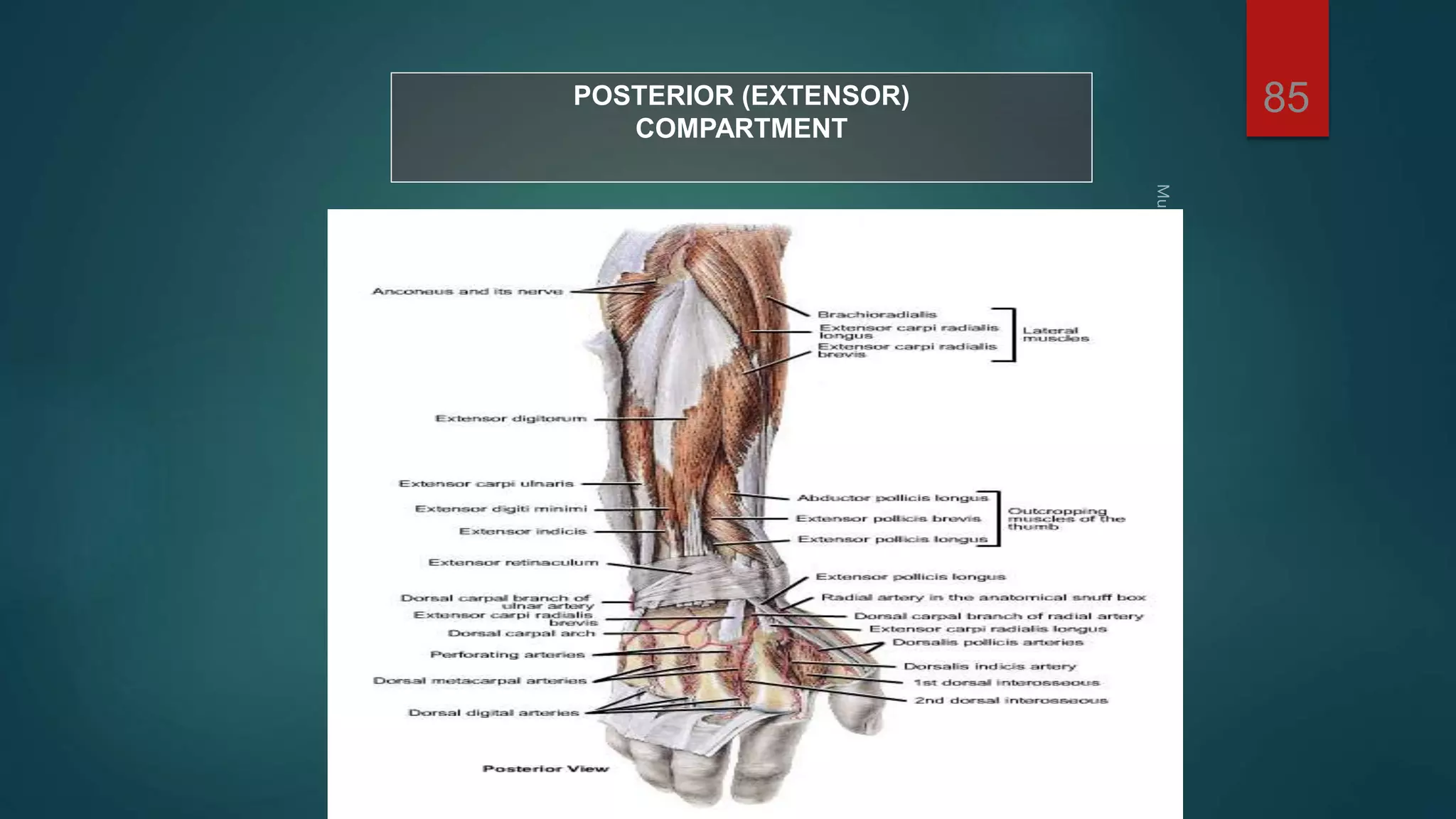 POSTERIOR (EXTENSOR) 
COMPARTMENT 
85 
 