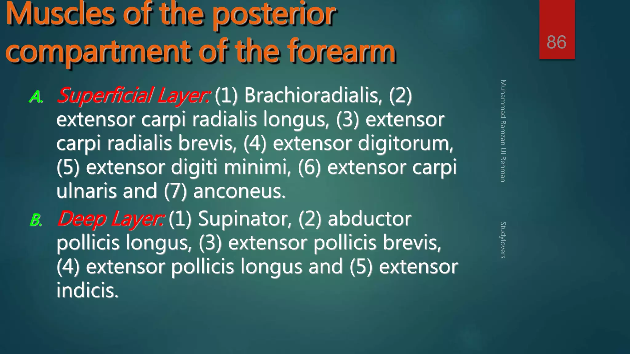 86 
Muscles of the posterior 
compartment of the forearm 
A. Superficial Layer: (1) Brachioradialis, (2) 
extensor carpi radialis longus, (3) extensor 
carpi radialis brevis, (4) extensor digitorum, 
(5) extensor digiti minimi, (6) extensor carpi 
ulnaris and (7) anconeus. 
B. Deep Layer: (1) Supinator, (2) abductor 
pollicis longus, (3) extensor pollicis brevis, 
(4) extensor pollicis longus and (5) extensor 
indicis. 
 
