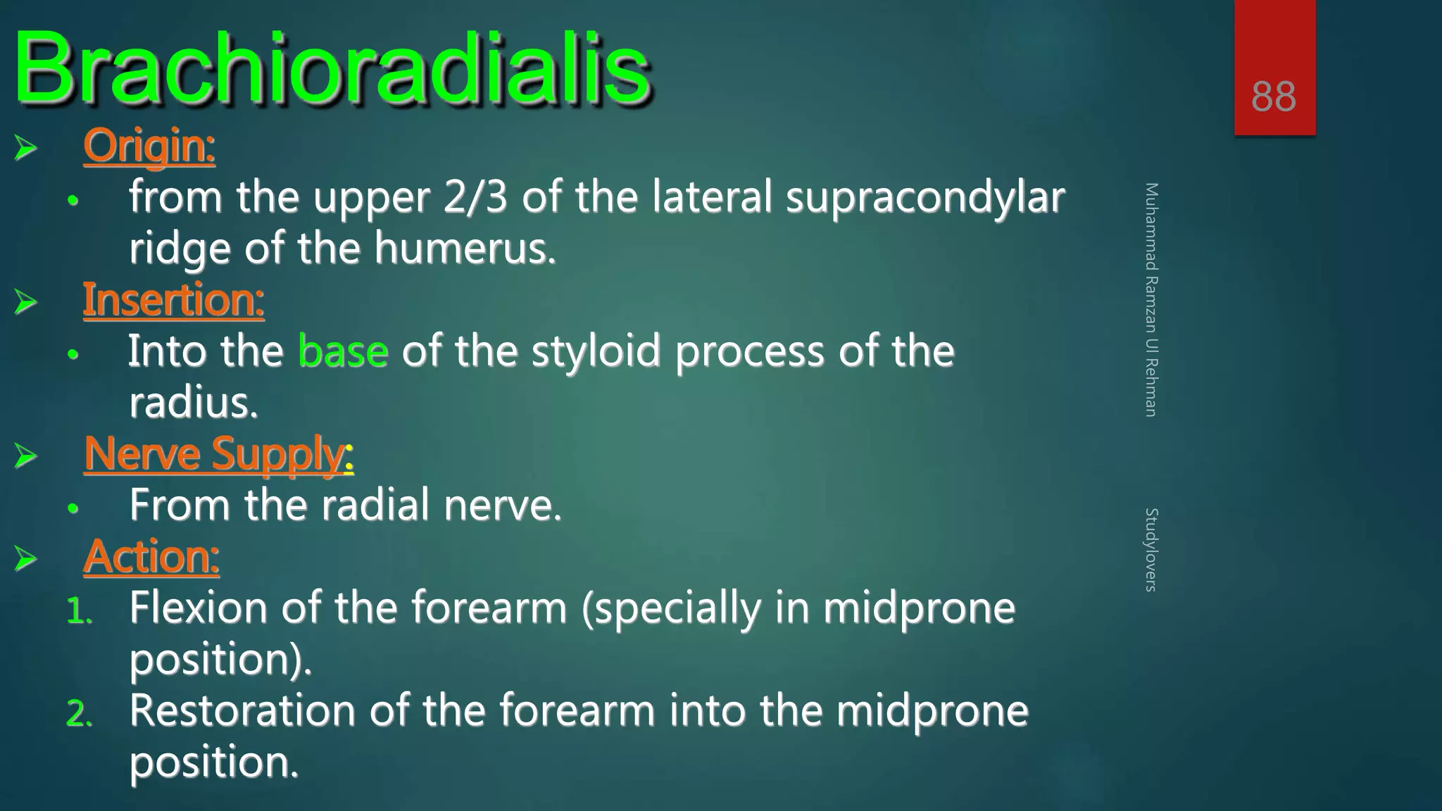 88 Brachioradialis 
 Origin: 
• from the upper 2/3 of the lateral supracondylar 
ridge of the humerus. 
 Insertion: 
• Into the base of the styloid process of the 
radius. 
 Nerve Supply: 
• From the radial nerve. 
 Action: 
1. Flexion of the forearm (specially in midprone 
position). 
2. Restoration of the forearm into the midprone 
position. 
 