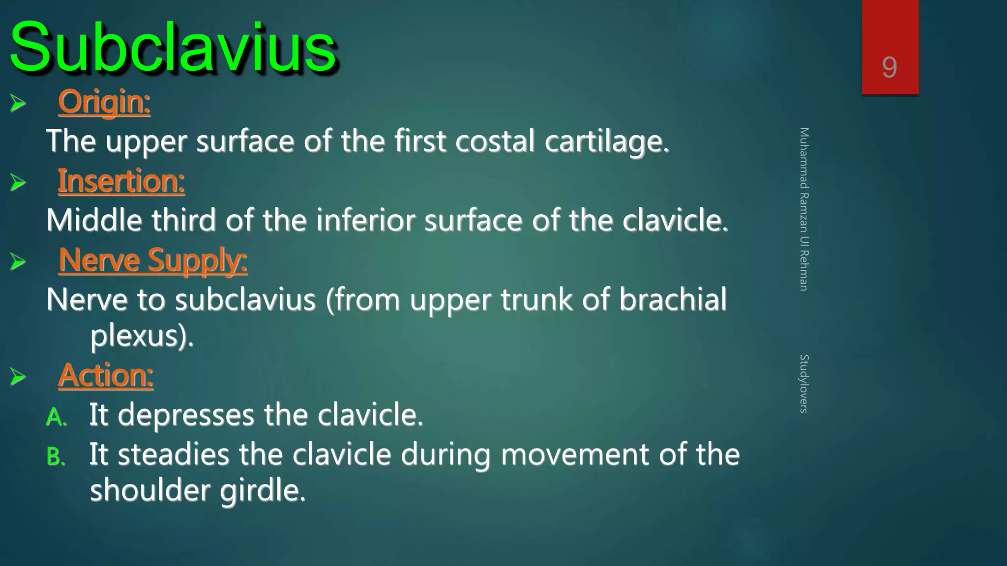 9 Subclavius 
 Origin: 
The upper surface of the first costal cartilage. 
 Insertion: 
Middle third of the inferior surface of the clavicle. 
 Nerve Supply: 
Nerve to subclavius (from upper trunk of brachial 
plexus). 
 Action: 
A. It depresses the clavicle. 
B. It steadies the clavicle during movement of the 
shoulder girdle. 
 