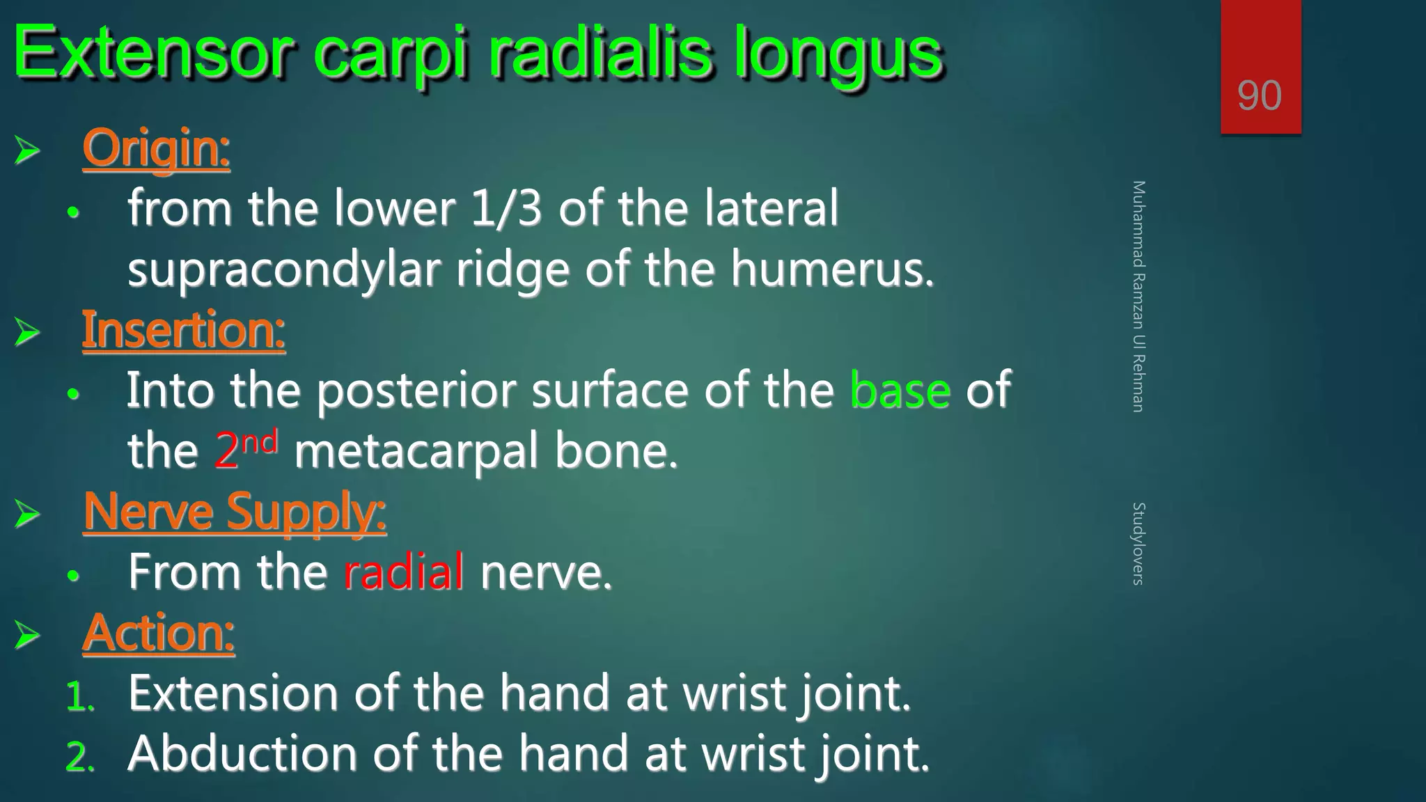 90 
Extensor carpi radialis longus 
 Origin: 
• from the lower 1/3 of the lateral 
supracondylar ridge of the humerus. 
 Insertion: 
• Into the posterior surface of the base of 
the 2nd metacarpal bone. 
 Nerve Supply: 
• From the radial nerve. 
 Action: 
1. Extension of the hand at wrist joint. 
2. Abduction of the hand at wrist joint. 
 