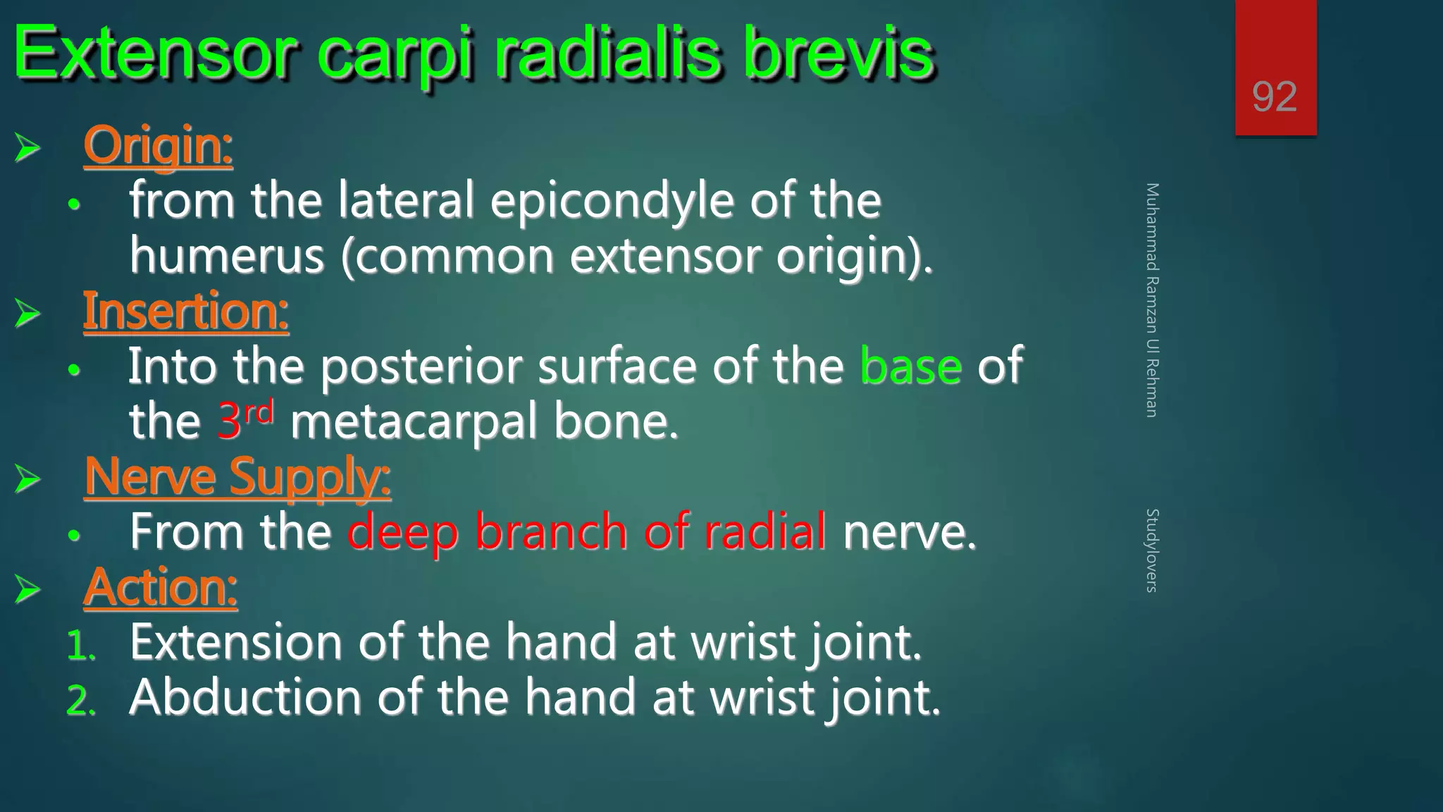92 
Extensor carpi radialis brevis 
 Origin: 
• from the lateral epicondyle of the 
humerus (common extensor origin). 
 Insertion: 
• Into the posterior surface of the base of 
the 3rd metacarpal bone. 
 Nerve Supply: 
• From the deep branch of radial nerve. 
 Action: 
1. Extension of the hand at wrist joint. 
2. Abduction of the hand at wrist joint. 
 