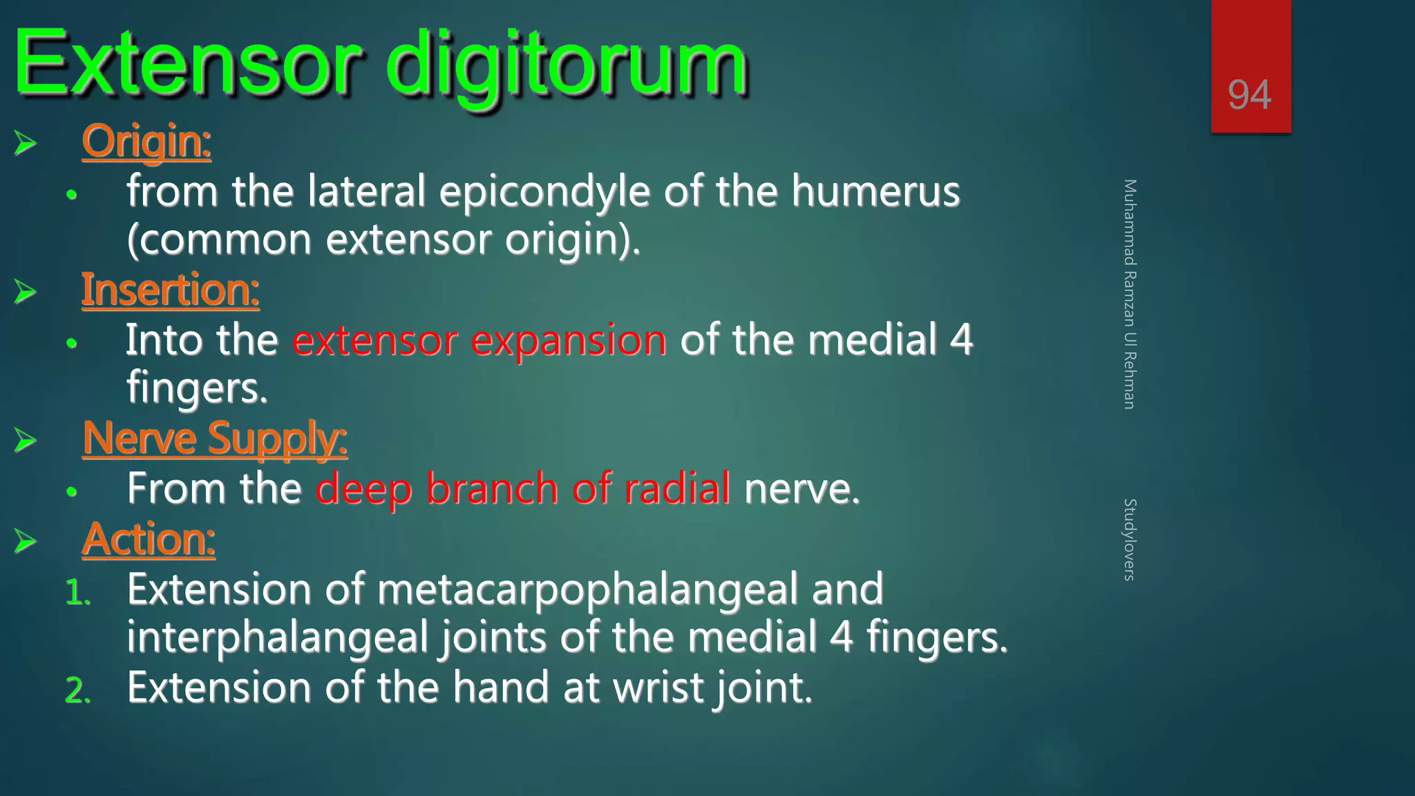 94 Extensor digitorum 
 Origin: 
• from the lateral epicondyle of the humerus 
(common extensor origin). 
 Insertion: 
• Into the extensor expansion of the medial 4 
fingers. 
 Nerve Supply: 
• From the deep branch of radial nerve. 
 Action: 
1. Extension of metacarpophalangeal and 
interphalangeal joints of the medial 4 fingers. 
2. Extension of the hand at wrist joint. 
 