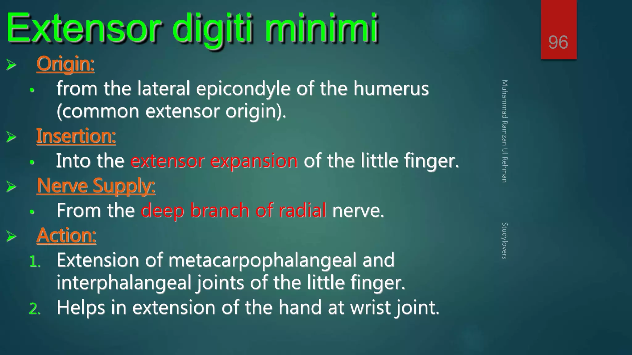 96 Extensor digiti minimi 
 Origin: 
• from the lateral epicondyle of the humerus 
(common extensor origin). 
 Insertion: 
• Into the extensor expansion of the little finger. 
 Nerve Supply: 
• From the deep branch of radial nerve. 
 Action: 
1. Extension of metacarpophalangeal and 
interphalangeal joints of the little finger. 
2. Helps in extension of the hand at wrist joint. 
 