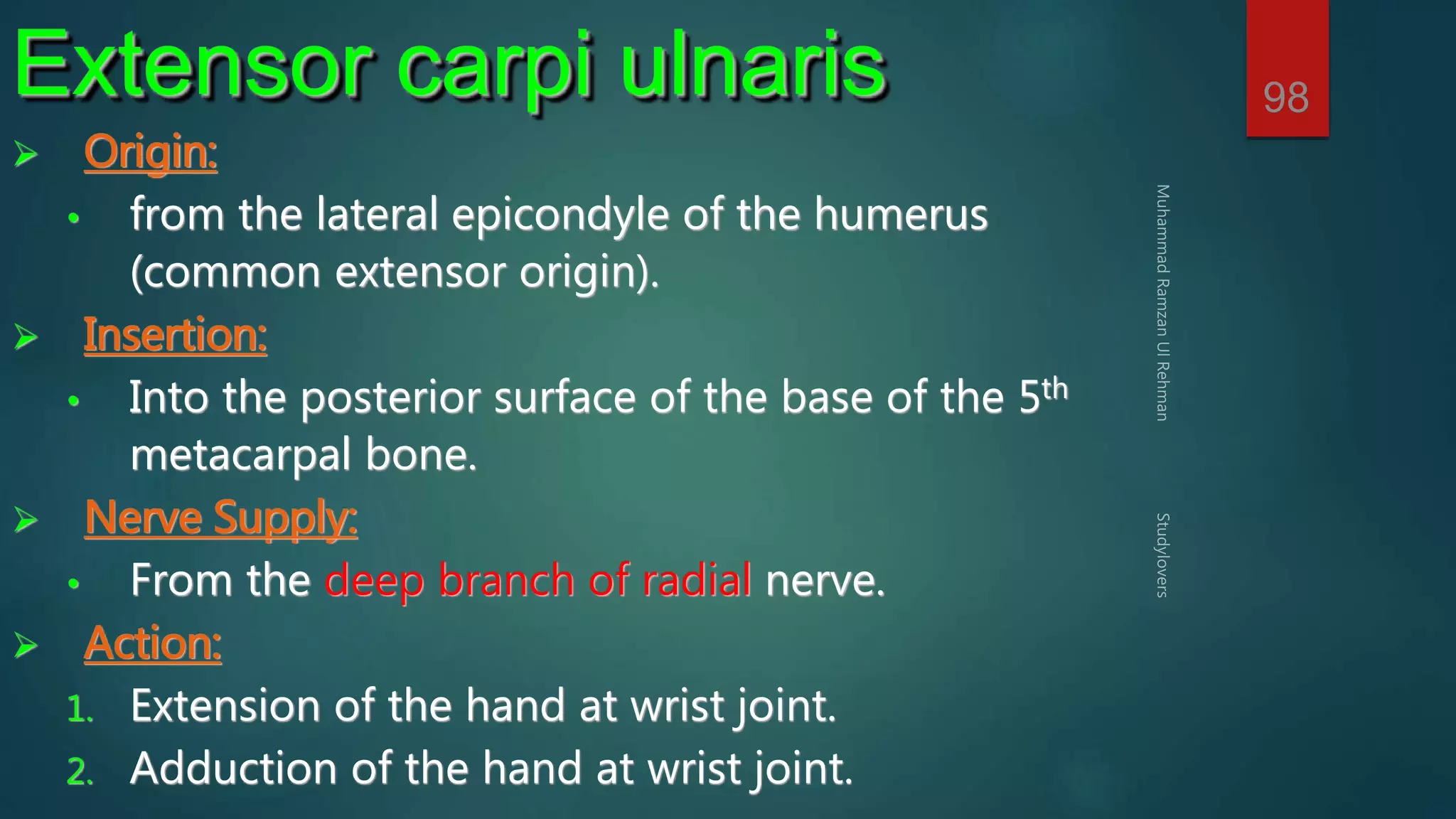 98 Extensor carpi ulnaris 
 Origin: 
• from the lateral epicondyle of the humerus 
(common extensor origin). 
 Insertion: 
• Into the posterior surface of the base of the 5th 
metacarpal bone. 
 Nerve Supply: 
• From the deep branch of radial nerve. 
 Action: 
1. Extension of the hand at wrist joint. 
2. Adduction of the hand at wrist joint. 
 