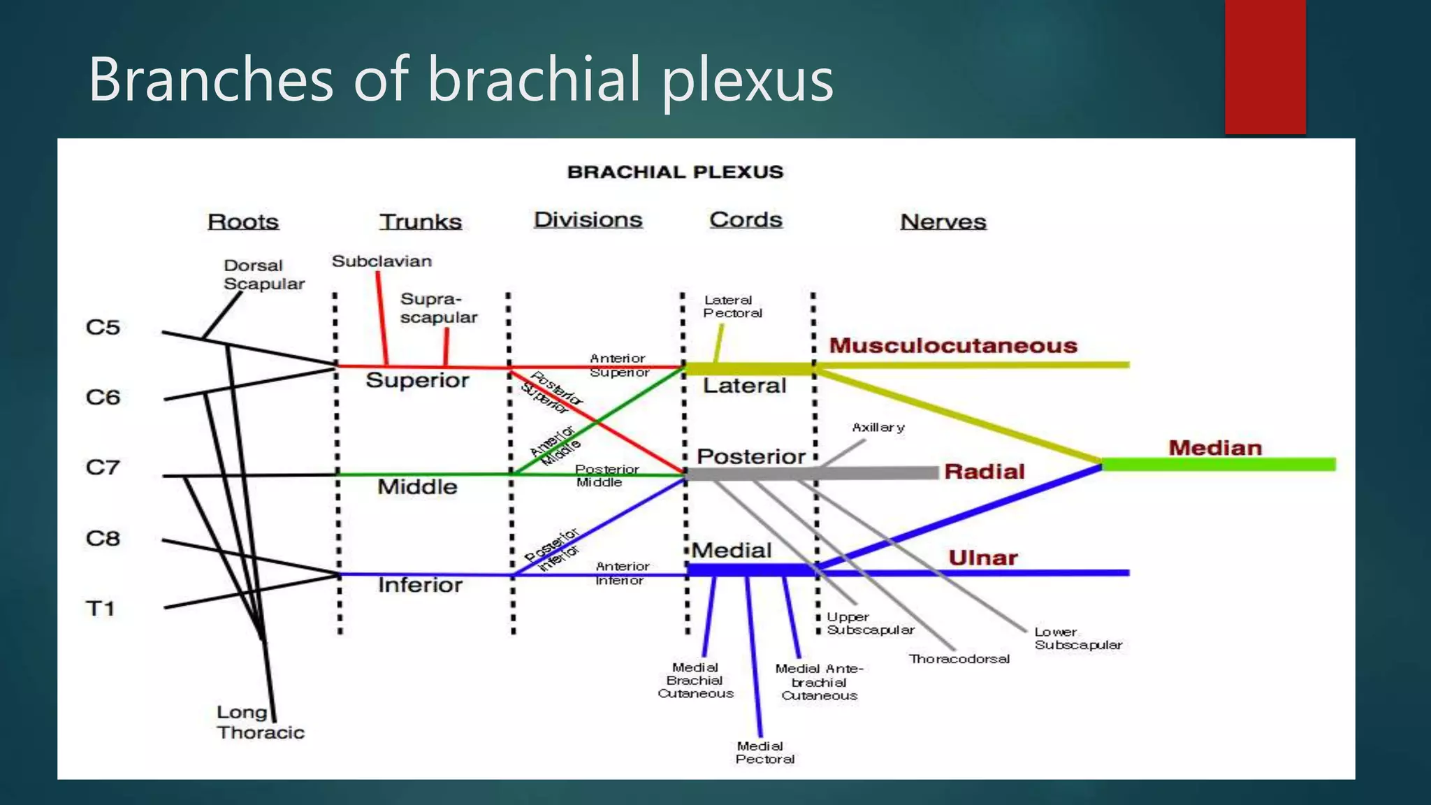 Branches of brachial plexus
 