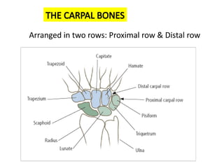 upper limb osteology by Dr Antipas. pptx | PPTX