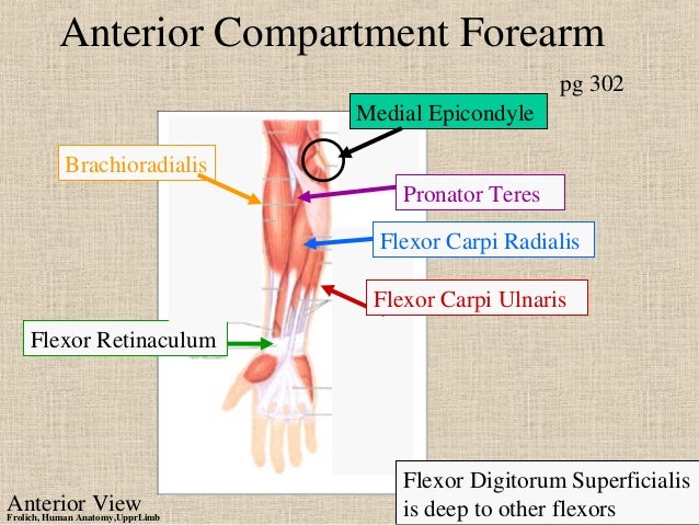Upper limb ppt