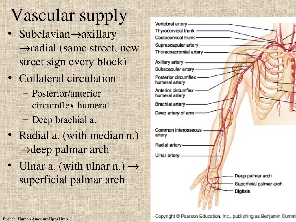 Upper limb ppt