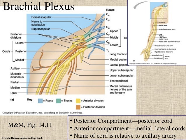 Upper Limb Ppt