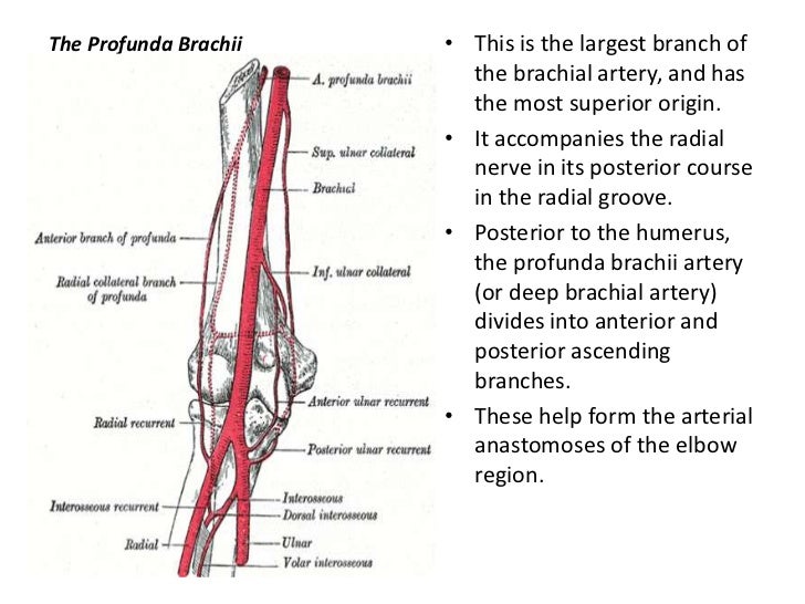 Upper limbs arteries and veins
