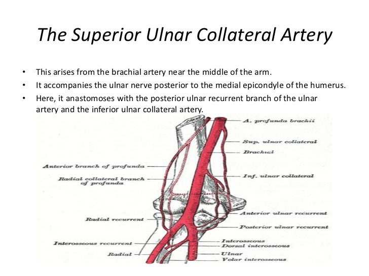 Upper limbs arteries and veins