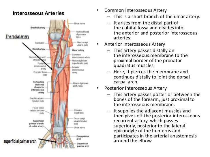 arteries of the upper limb pdf