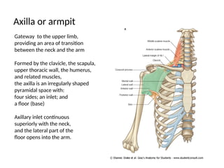 Comprehensive Anatomy of the Upper Limb Skeleton and Shoulder Joint | PPT
