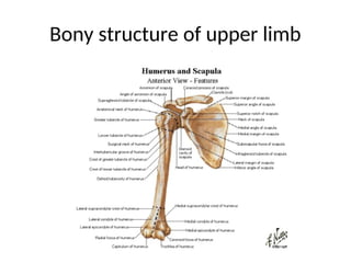 Comprehensive Anatomy of the Upper Limb Skeleton and Shoulder Joint | PPT