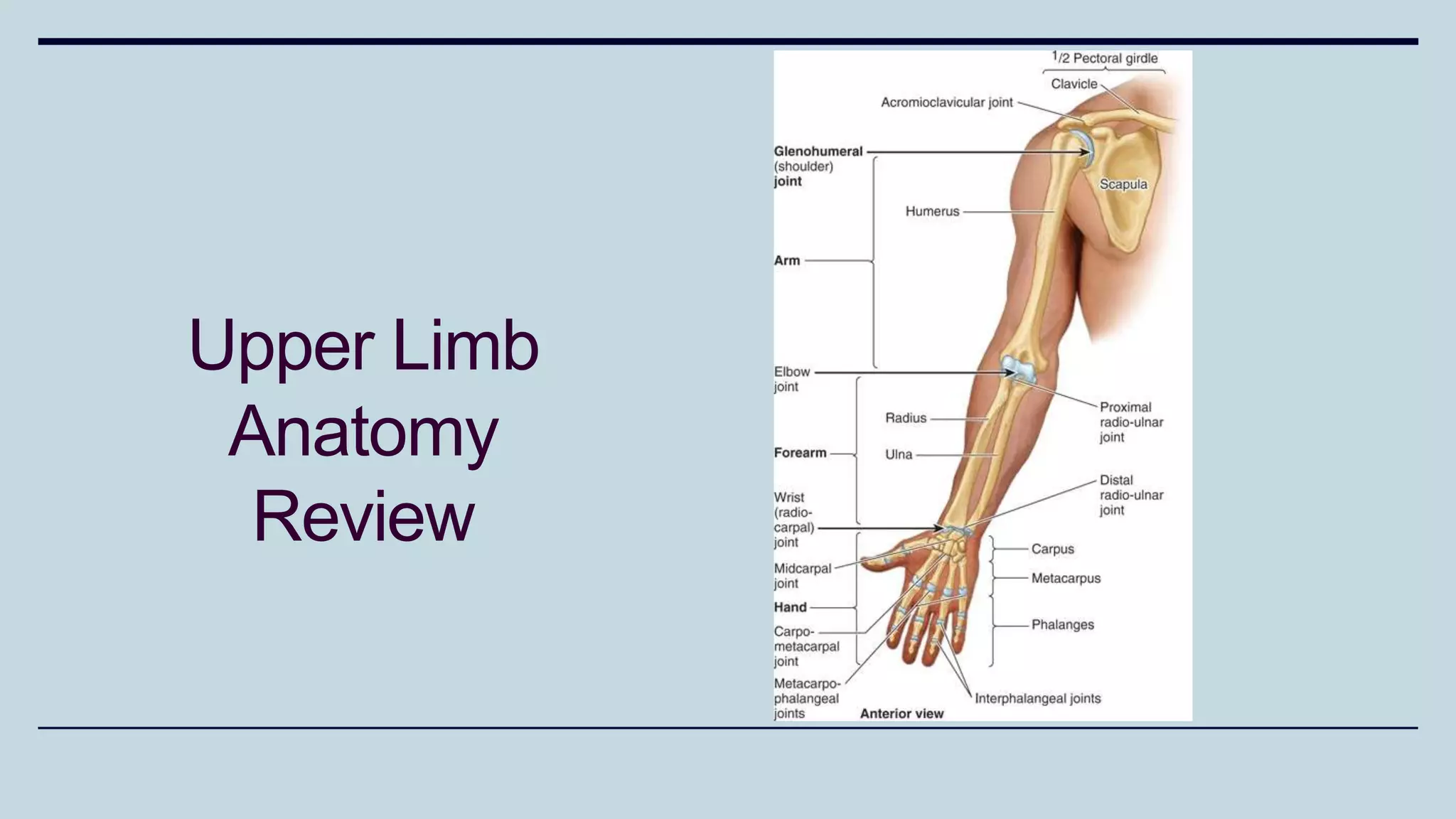 Upper Limb
Anatomy
Review
 