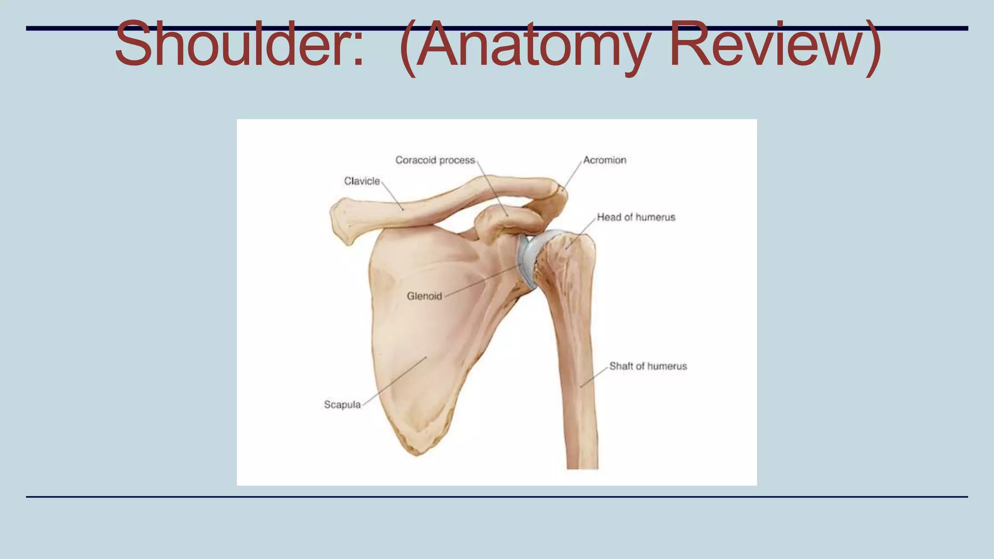 Shoulder: (Anatomy Review)
 