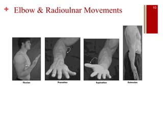 + Elbow & Radioulnar Movements 10
 