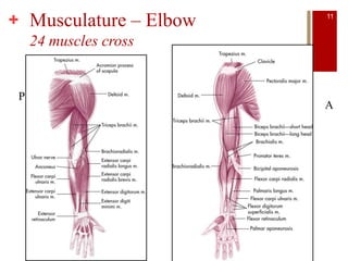 + Musculature – Elbow
24 muscles cross
P
A
11
 