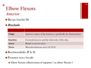 +
Elbow Flexors
Anterior
 Biceps brachii (S)
 Brachialis
 Brachioradialis (P & S)
 Pronator teres (weak)
 Elbow flexion: effectiveness of sup/pron ↑ as elbow flexion ↑
Origin Anterior surface of the humerus, specifically the distal portion
Insertion Coronoid process and the tuberosity of the ulna
Artery Radial recurrent artery
Nerve Musculocutaneous nerve (C5,C6)
12
 