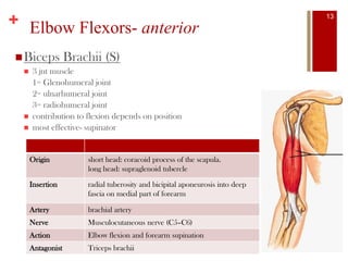 + Elbow Flexors- anterior
Biceps Brachii (S)
 3 jnt muscle
1= Glenohumeral joint
2= ulnarhumeral joint
3= radiohumeral joint
 contribution to flexion depends on position
 most effective- supinator
Origin short head: coracoid process of the scapula.
long head: supraglenoid tubercle
Insertion radial tuberosity and bicipital aponeurosis into deep
fascia on medial part of forearm
Artery brachial artery
Nerve Musculocutaneous nerve (C5–C6)
Action Elbow flexion and forearm supination
Antagonist Triceps brachii
13
 