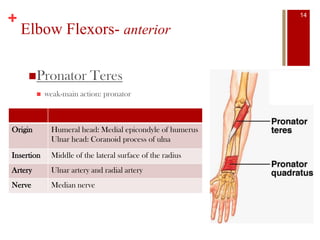 +
Elbow Flexors- anterior
Pronator Teres
 weak-main action: pronator
Origin Humeral head: Medial epicondyle of humerus
Ulnar head: Coranoid process of ulna
Insertion Middle of the lateral surface of the radius
Artery Ulnar artery and radial artery
Nerve Median nerve
14
 