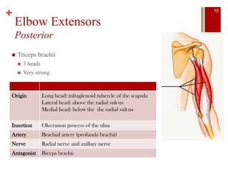 +
Elbow Extensors
Posterior
 Triceps brachii
 3 heads
 Very strong
Origin Long head: infraglenoid tubercle of the scapula
Lateral head: above the radial sulcus
Medial head: below the the radial sulcus
Insertion Olecranon process of the ulna
Artery Brachial artery (profunda brachii)
Nerve Radial nerve and axillary nerve
Antagonist Biceps brachii
15
 