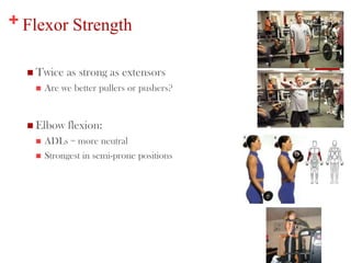 + Flexor Strength
 Twice as strong as extensors
 Are we better pullers or pushers?
 Elbow flexion:
 ADLs = more neutral
 Strongest in semi-prone positions
16
 