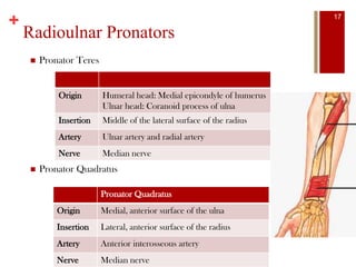 +
Radioulnar Pronators
 Pronator Teres
 Pronator Quadratus
Origin Humeral head: Medial epicondyle of humerus
Ulnar head: Coranoid process of ulna
Insertion Middle of the lateral surface of the radius
Artery Ulnar artery and radial artery
Nerve Median nerve
Pronator Quadratus
Origin Medial, anterior surface of the ulna
Insertion Lateral, anterior surface of the radius
Artery Anterior interosseous artery
Nerve Median nerve
17
 