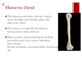 +
Humerus (Arm)
 The humerus articulates with the scapula
at the shoulder and with the radius and
ulna at the elbow
 The humerus is typically described as
having a head, shaft, and base
 Many muscles attach including the deltoid,
pectoralis major, teres major, latissimus
dorsi, biceps
brachii, brachialis, coracobrachialis, brachioradi
alis
2
 