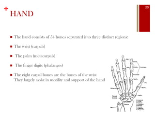 +
HAND
 The hand consists of 54 bones separated into three distinct regions:
 The wrist (carpals)
 The palm (metacarpals)
 The finger digits (phalanges)
 The eight carpal bones are the bones of the wrist
They largely assist in motility and support of the hand
20
 